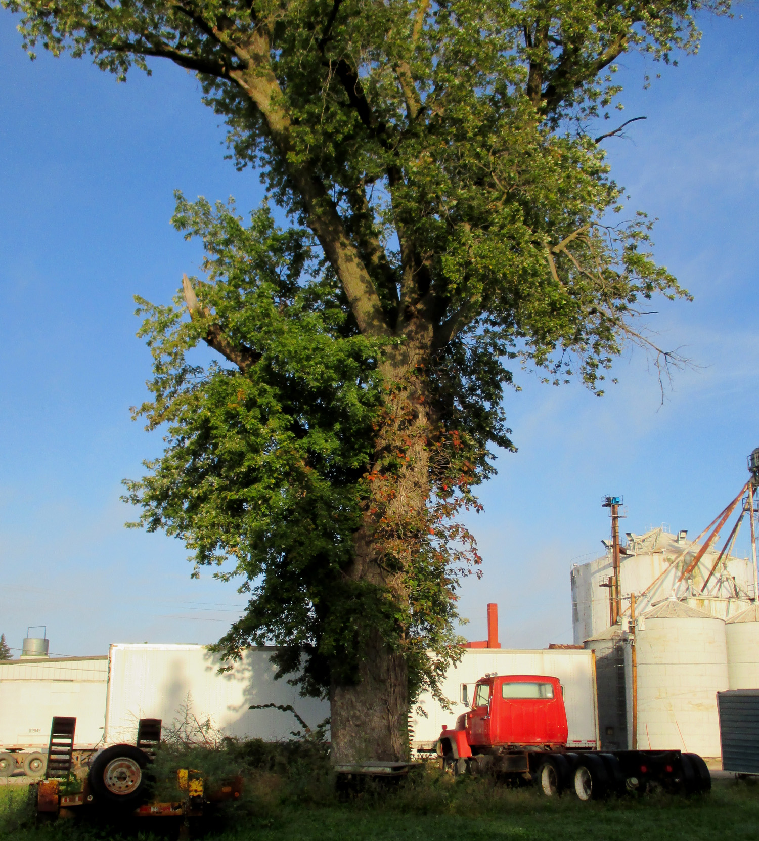 Silver maple, 6th & Grimes